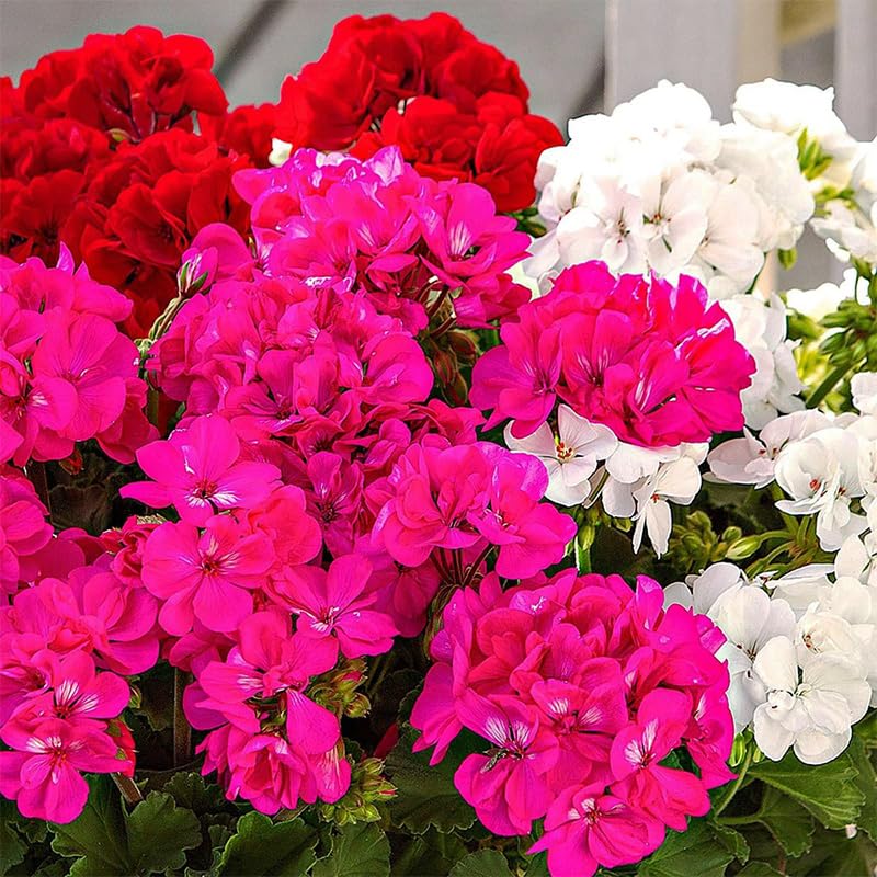 19+ annual geranium seed mix sowing guide, direct sow in well-draining soil for germination.