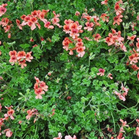 Geranium seeds border garden color display in beds.