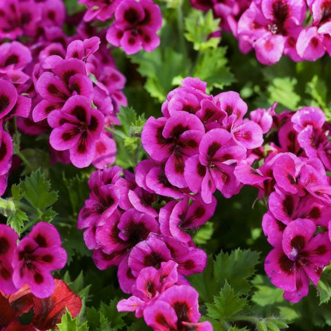 Geranium seeds ideal for container plantings with bright color.
