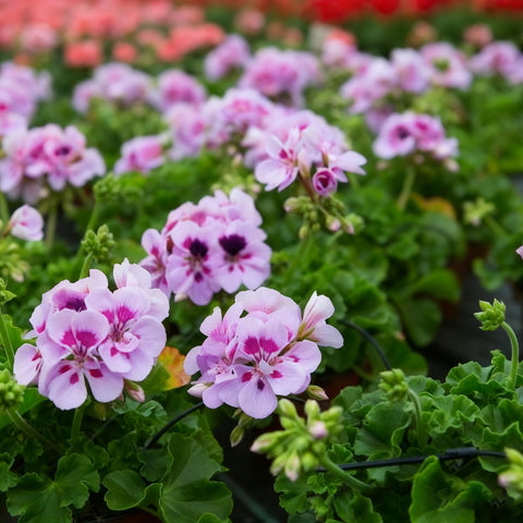 Geranium seeds heirloom non-GMO for home outdoor plantings.