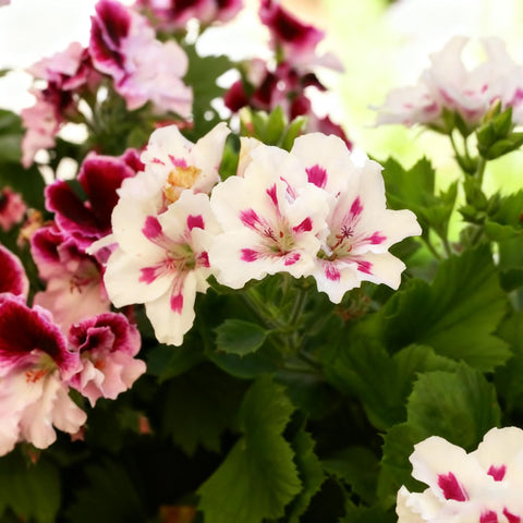 Geranium seeds indoor start setup before last frost.