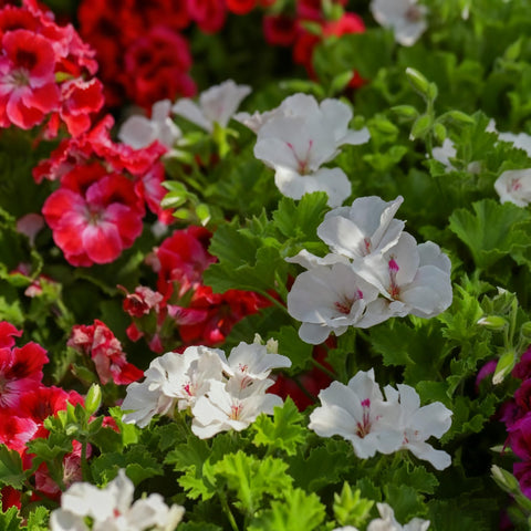 Geranium seeds mixed colors bloom close-up for vibrant borders.