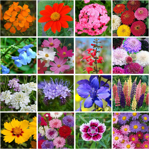 GevaGrow wildflower blend of annuals and perennials ready for backyard planting