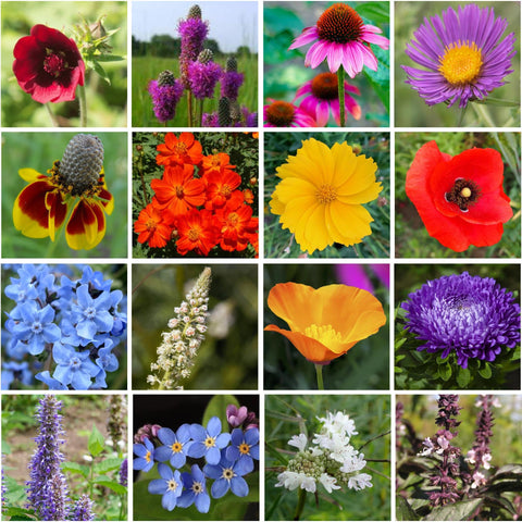 GevaGrow wildflowers create a low-maintenance, season-spanning garden bed