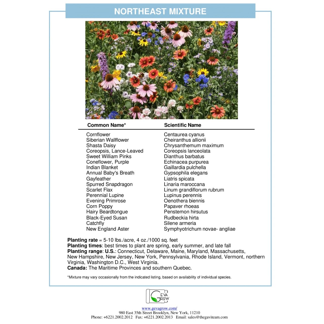 GevaGrow wildflower seeds attracting bees and butterflies for a lively ecosystem