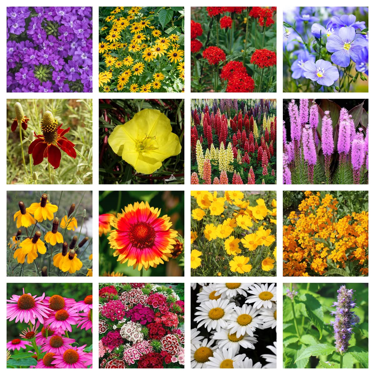 GevaGrow sunlit wildflower garden idea highlights vibrant colors.