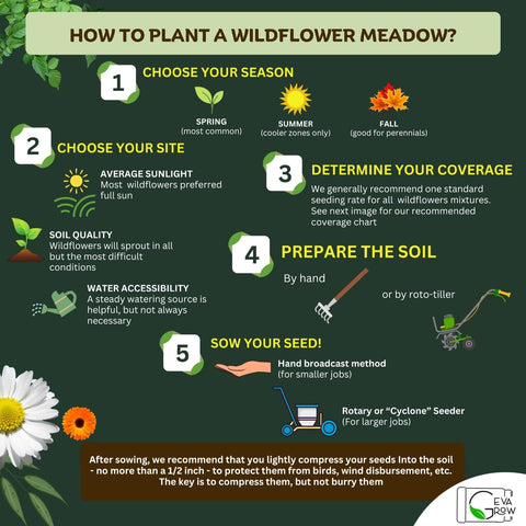 GevaGrow wildflower blooms create a colorful border along a sunny path.