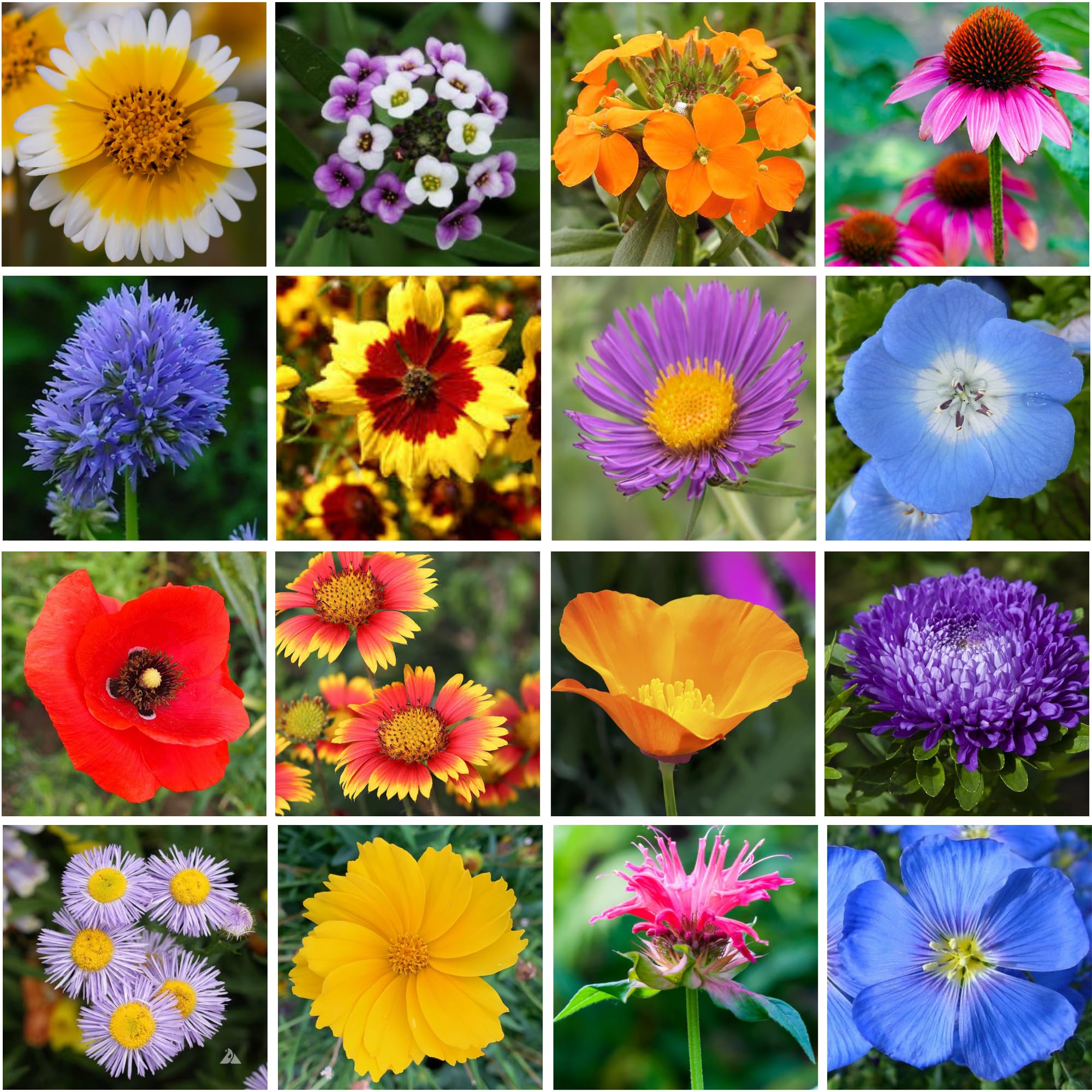 GevaGrow Wildflowers in pots demonstrates compact, balcony-friendly bee habitat.