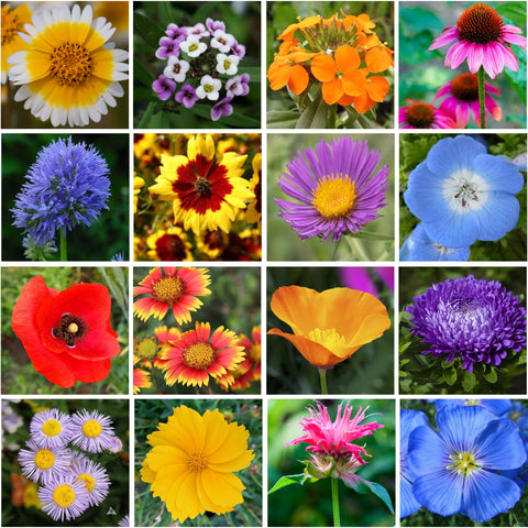 GevaGrow Wildflowers in pots demonstrates compact, balcony-friendly bee habitat.