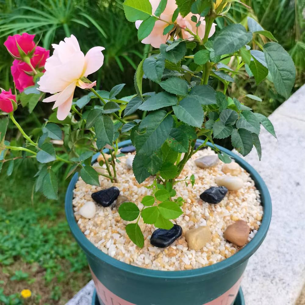 GHYTMTHOT sand for succulents and bonsai supports root space