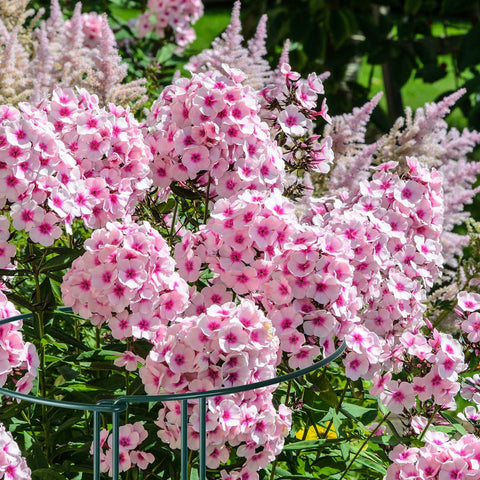 Gicare border garden cages help keep pathways open and tidy.