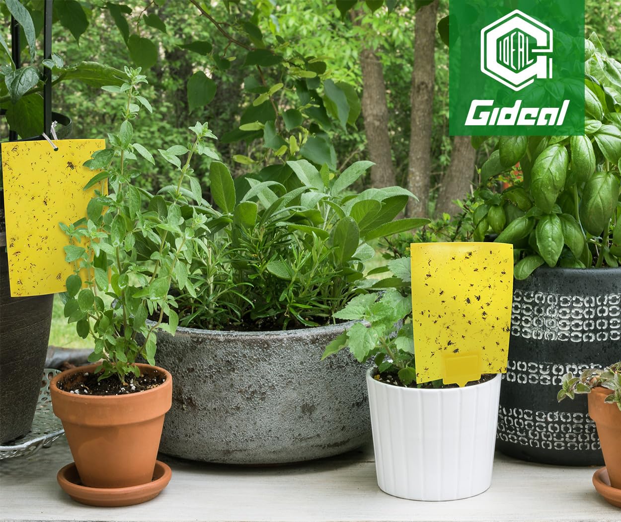 Gideal easy-to-use traps for various crops.