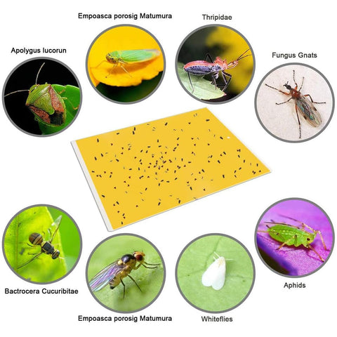 Gideal fungus gnats captured by yellow trap near leafy plants.