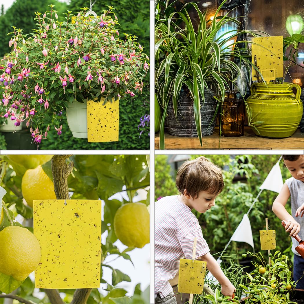 Gideal traps are suitable for indoor and outdoor use in bright spaces.