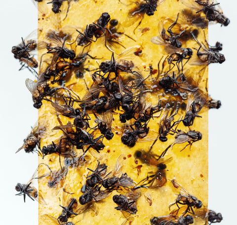 Gideal packaging includes ready-to-use traps for quick setup.