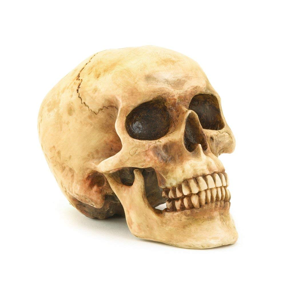 Gifts & Decors grinning skull with life-like detail for gothic home décor and Halloween displays.