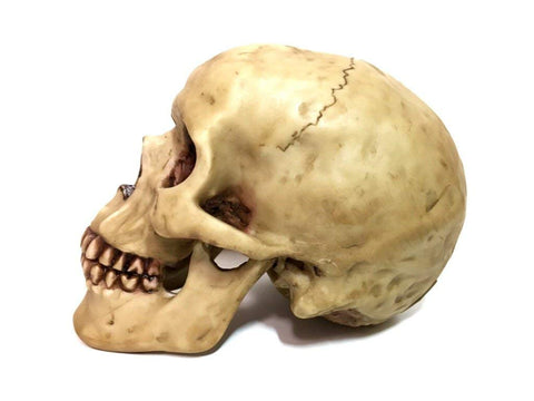 Gifts & Decors grinning skull on table as Halloween décor accent.