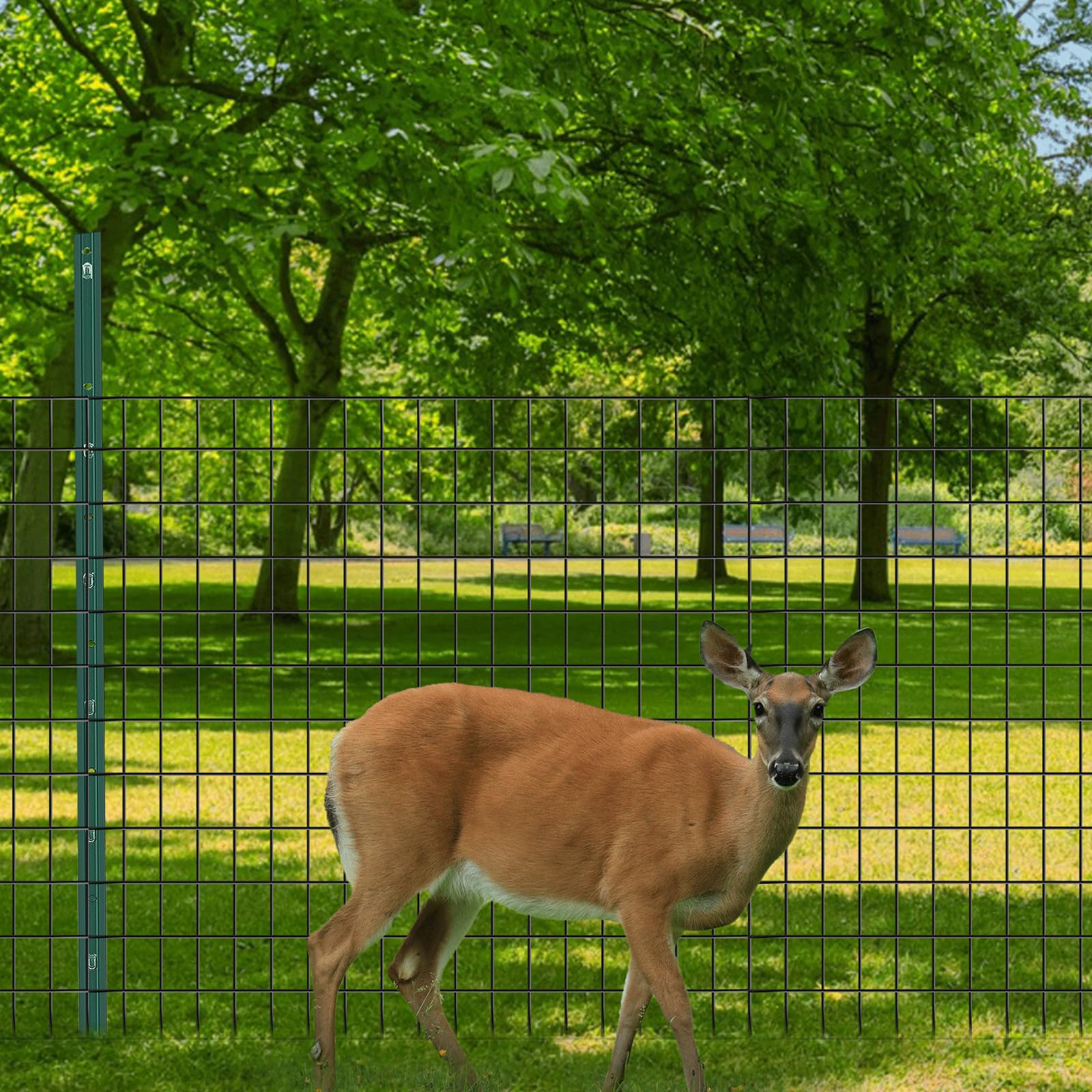 GILPWA fence stands 48 inches high for clear boundary definition.