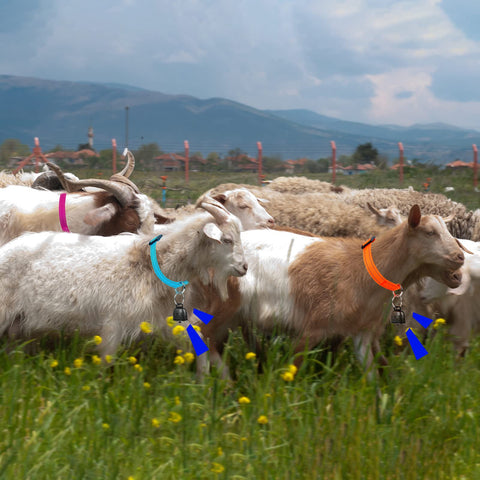 GINDOOR collar width 0.98 inch fits various livestock comfortably.