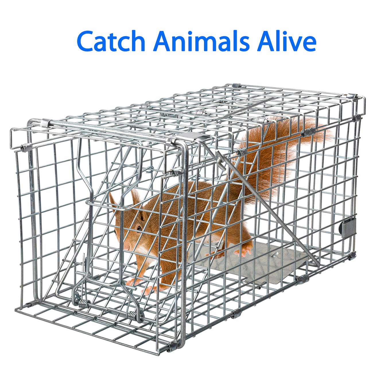 Gingbau Squirrel Trap folded-compact form for easy storage and transport.