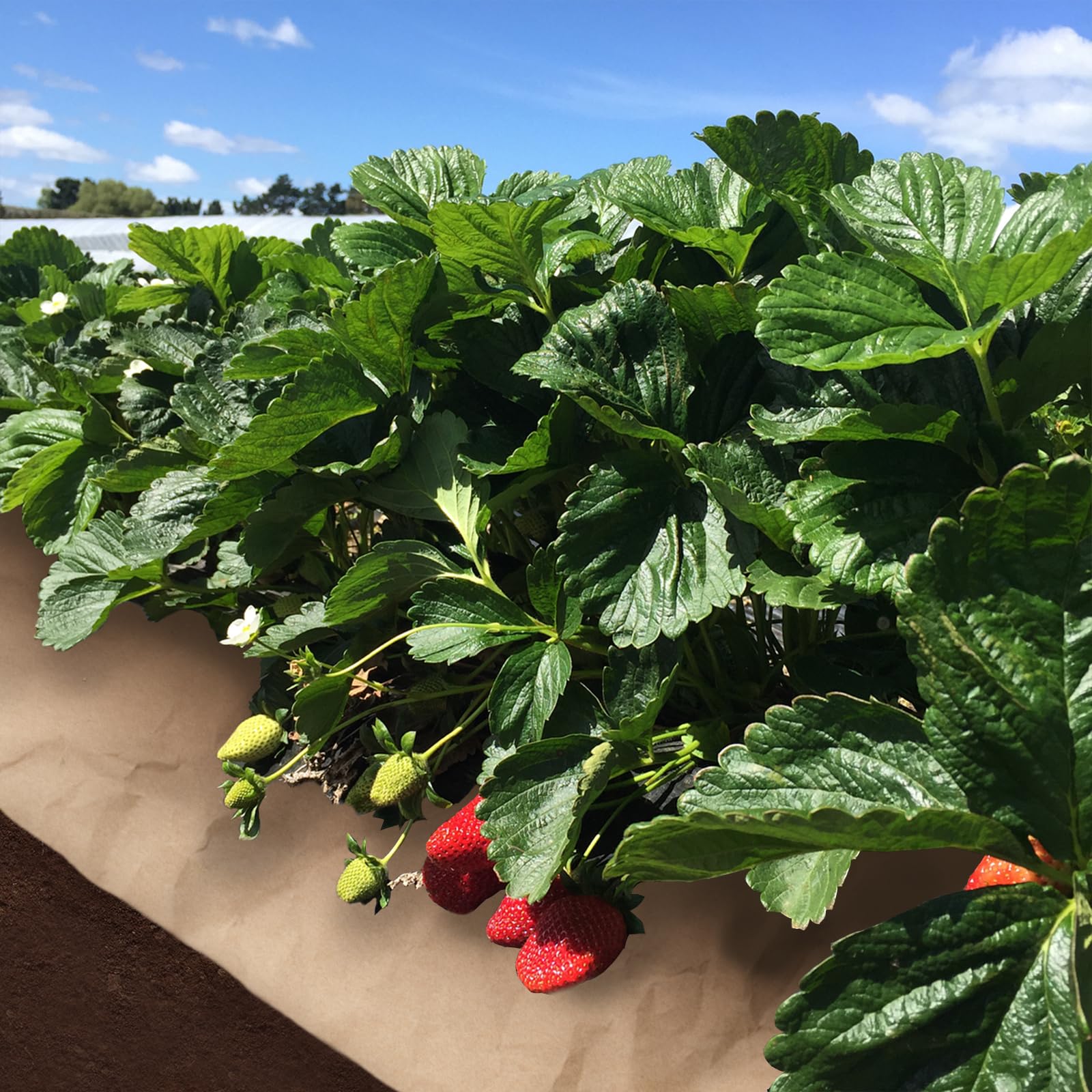 gjkldcvb soil enrichment feature, when tilled in, boosts organic matter.