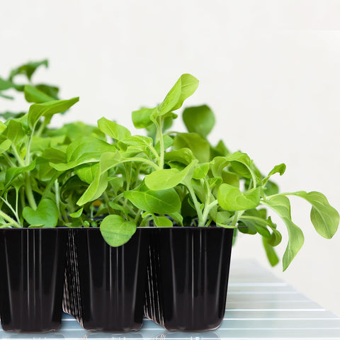 Rugged 0.5mm plastic durability of GJQ seed starter trays