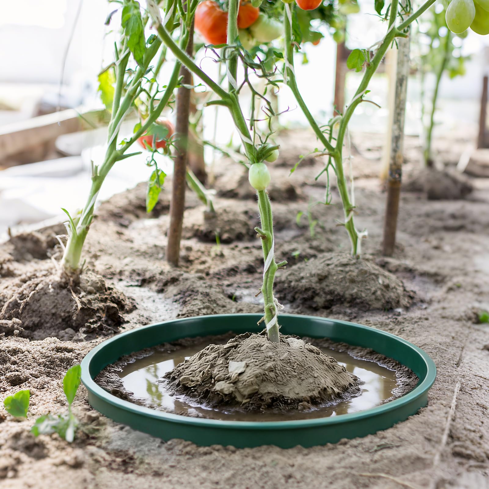 GJQ 6-pack supports saplings, vegetables, herbs, and flowers.