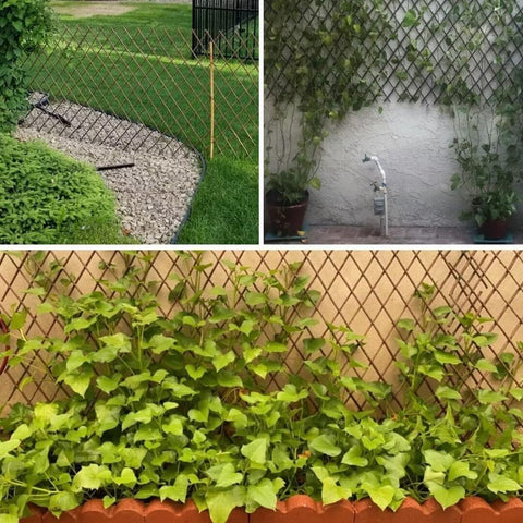 GLANT trellis used as garden divider between flower beds