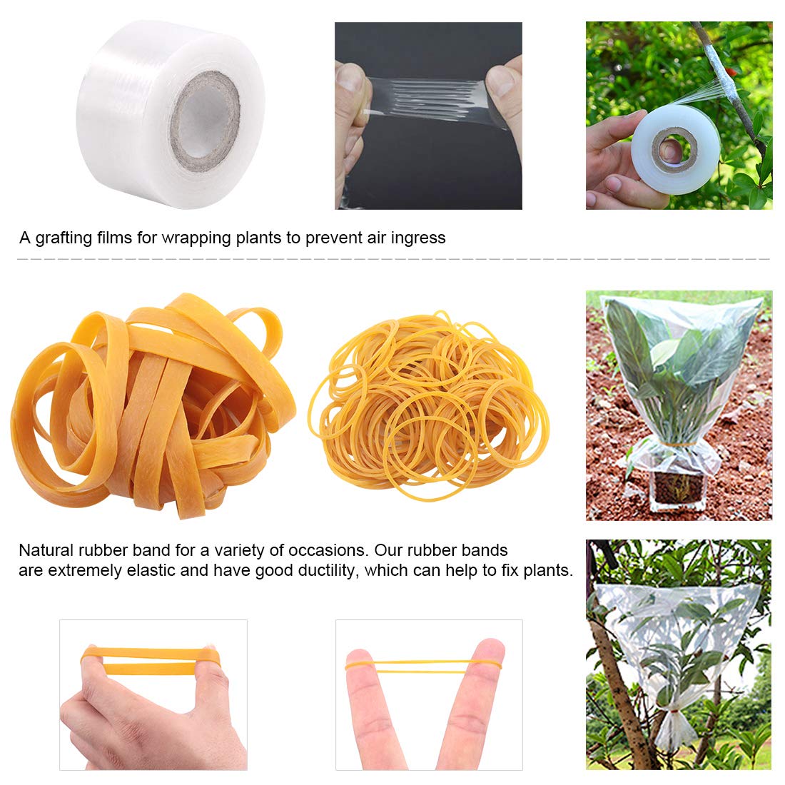 Glarks wide rubber bands securely hold grafts during healing