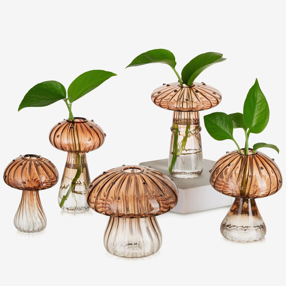 Glasseam amber glass terrarium jar set, front view, ideal for displaying baby cuttings.
