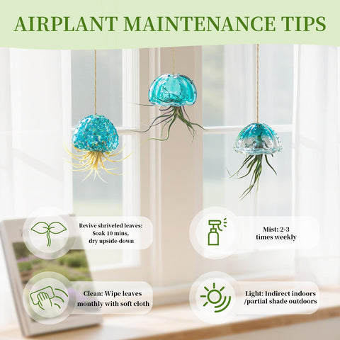 Glasseam jellyfish air plant holder perfect for small air plants like ionantha