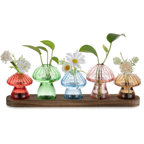 Glasseam mushroom propagation vase in glass terrarium enhances small plant cuttings and home decor