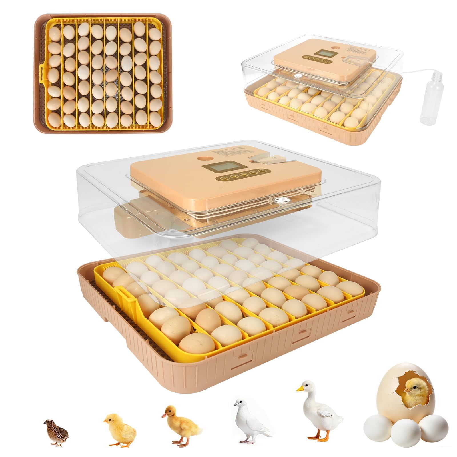 GleeGearNex Gen IV 56-egg incubator front view with digital display for precise monitoring