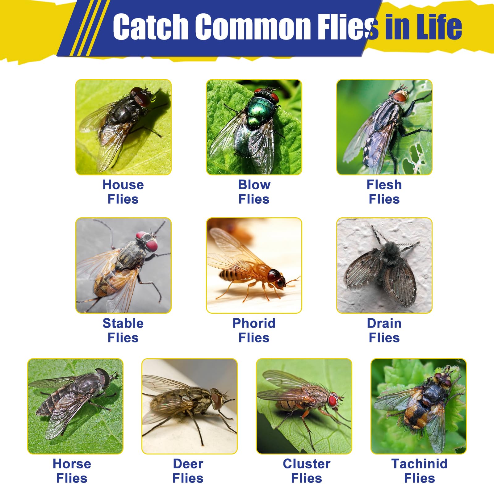 Glovv eco-friendly fly control for patios and yards.