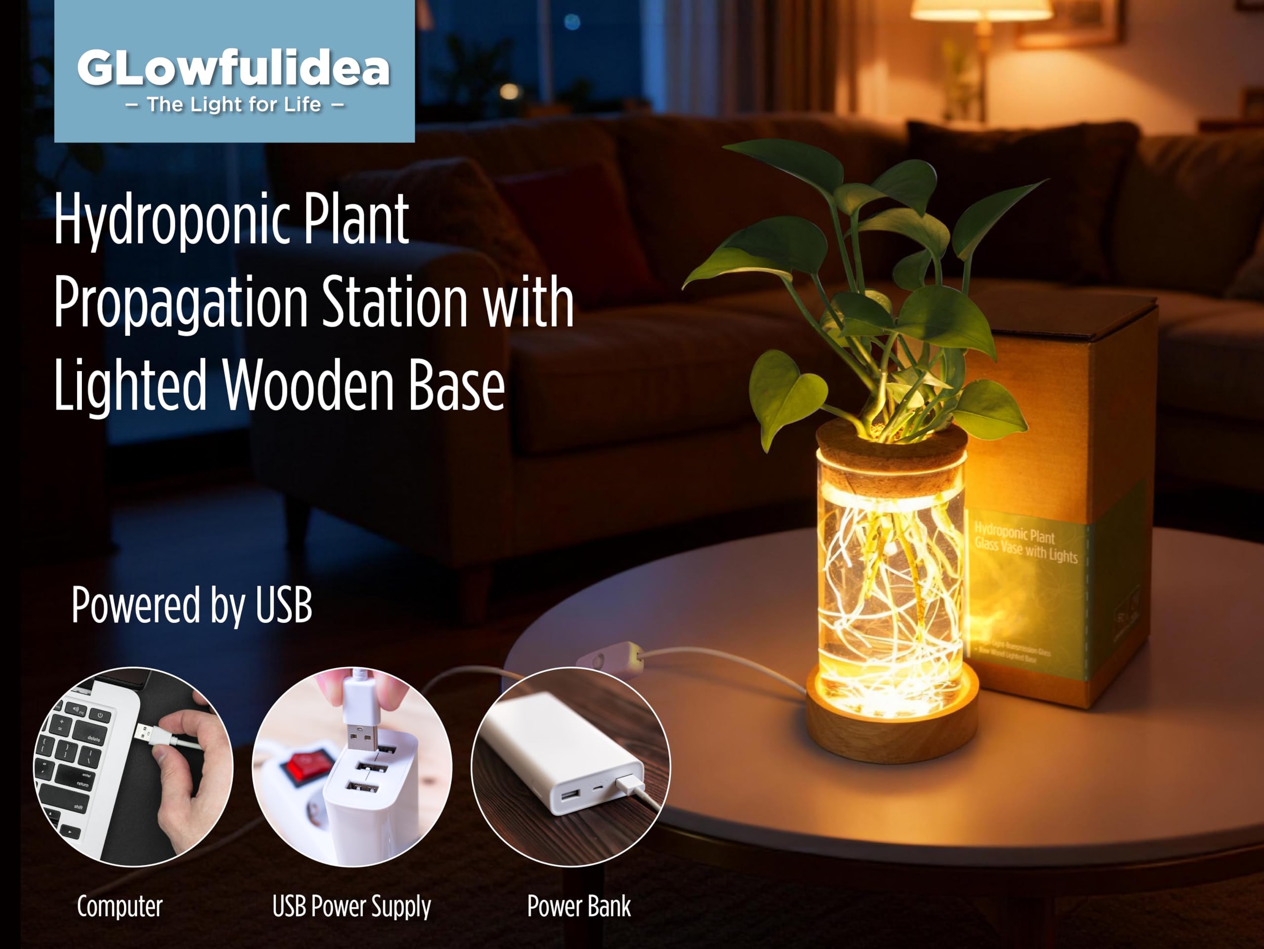 Glowfulidea glass cylindrical terrarium showcases hydroponic greenery for stylish home decor