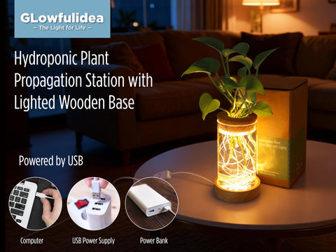 Glowfulidea glass cylindrical terrarium showcases hydroponic greenery for stylish home decor