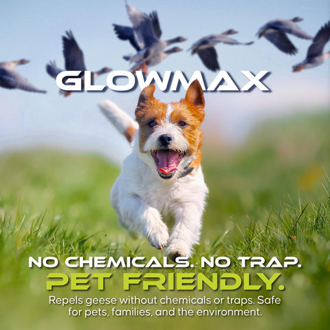 GLOWMAX humane bird deterrent provides a chemical-free solution for outdoor spaces.