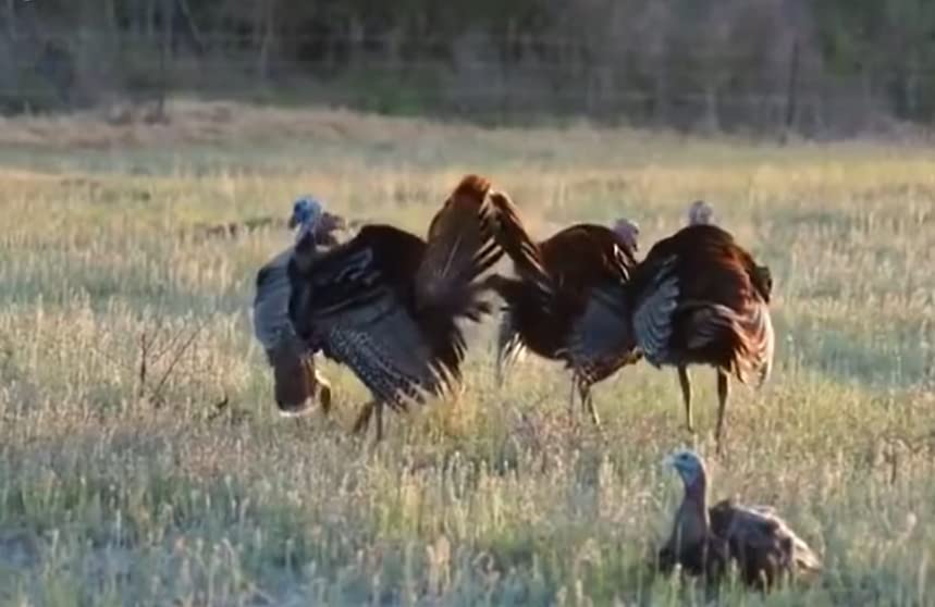 GLOWYE hen turkey decoy in outdoor garden scene for decor and lure