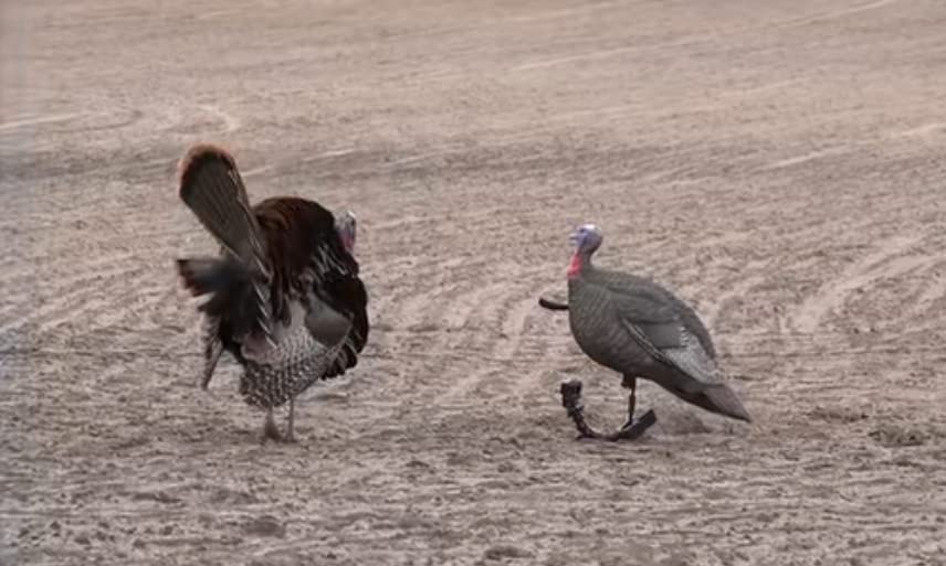 GLOWYE hen turkey decoy compact packaging and easy transport