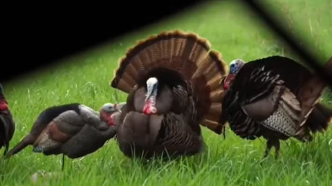 GLOWYE hen turkey decoy setup on stand for stable field use