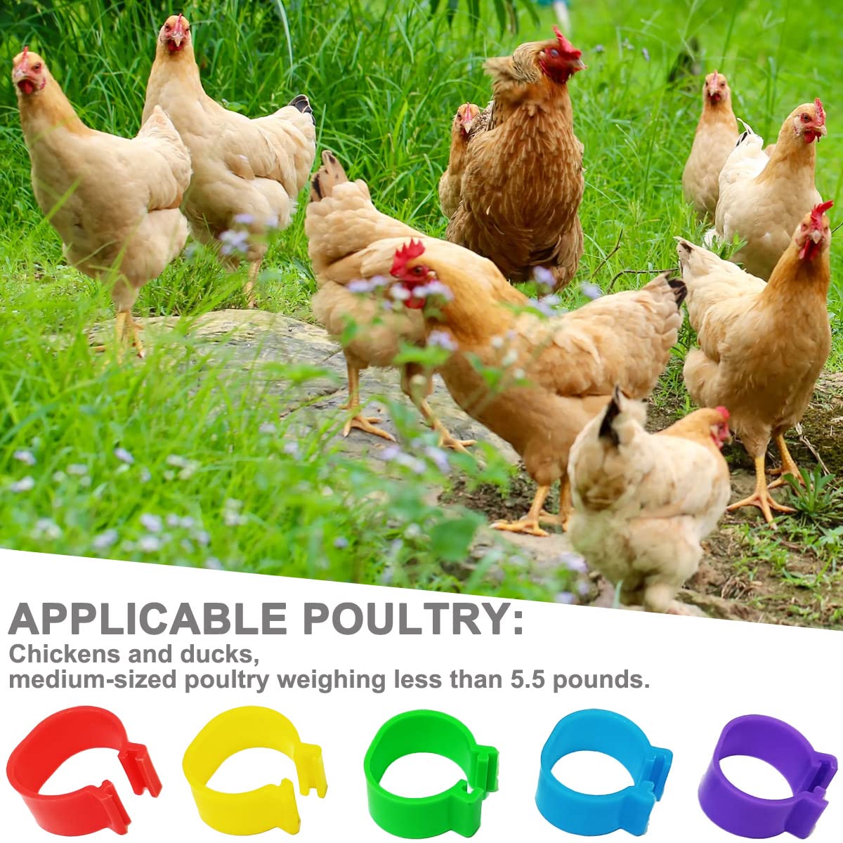 Gmeily 200pcs 16mm leg bands provide ample poultry markers