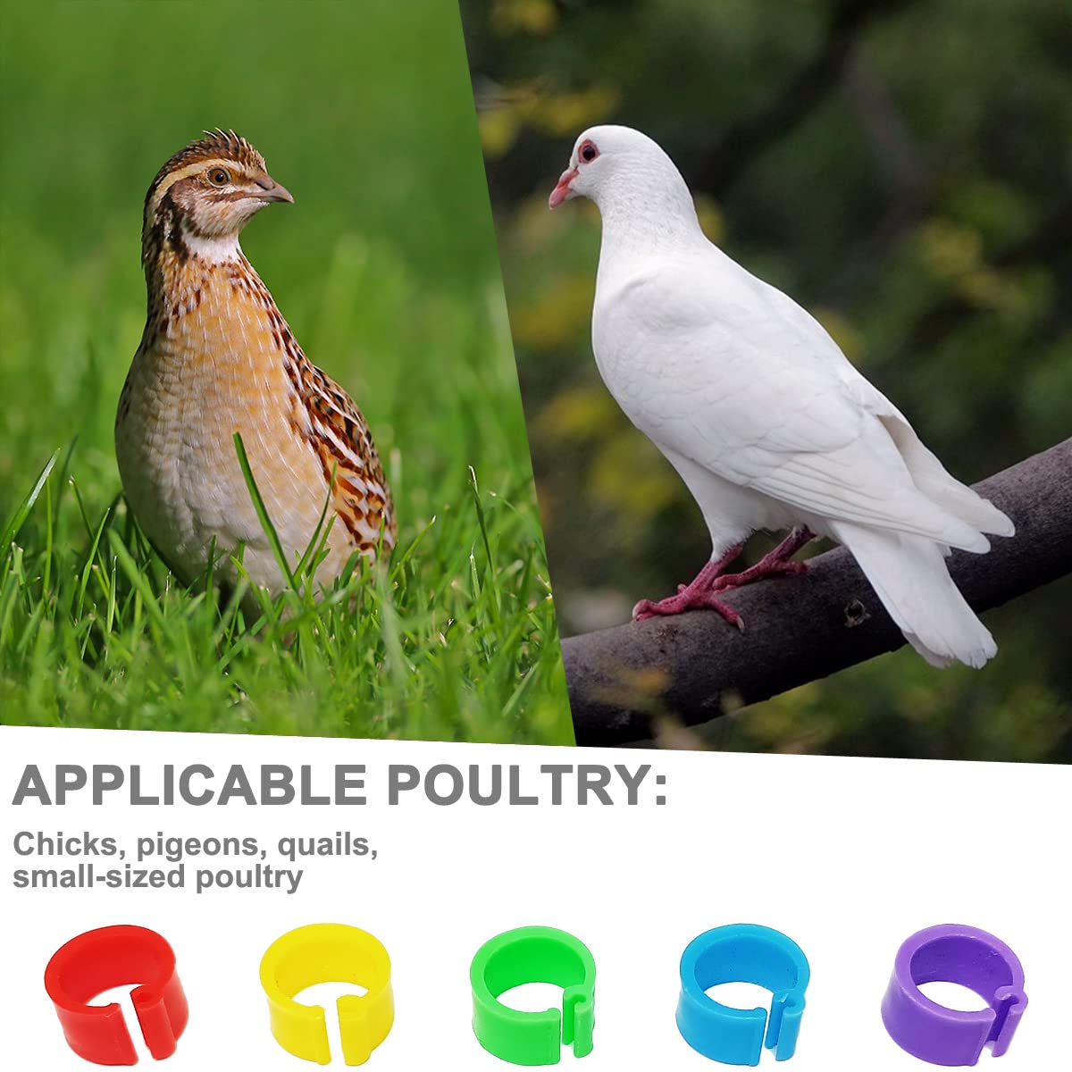 Gmeily pigeon and chick leg bands provide easy, tool-free sizing.