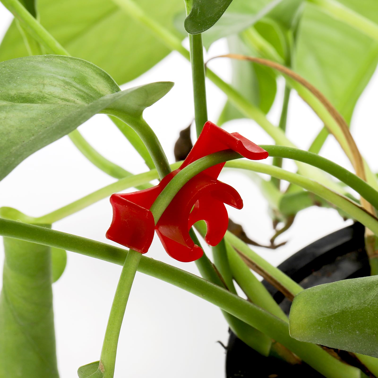 Goaste clip with deep groove prevents slipping without harm.