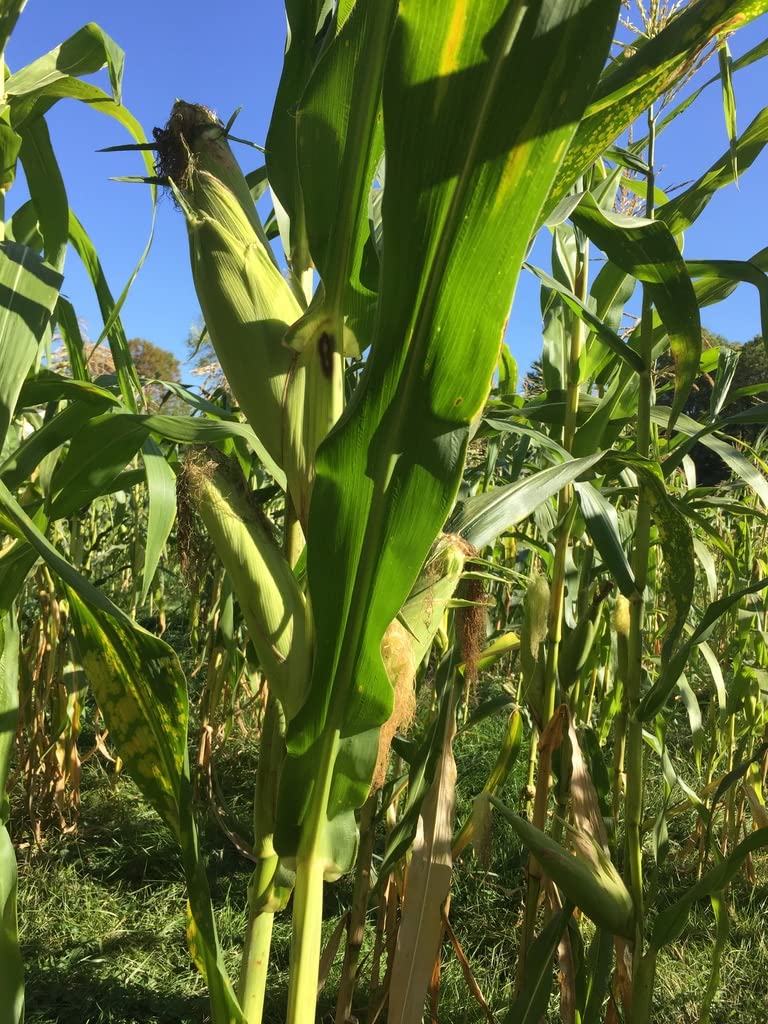 God's! Growth and germination process shown, supporting robust seed performance