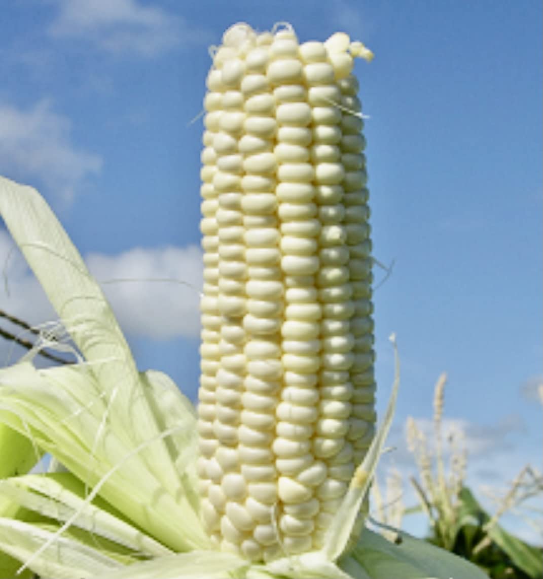 God's! Hand-selected ears illustrate careful cultivation for consistent growth and sweetness