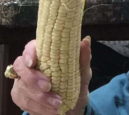 God's! Hawaiian9 open-pollinated ears on stalk showcase authentic sweet corn variety