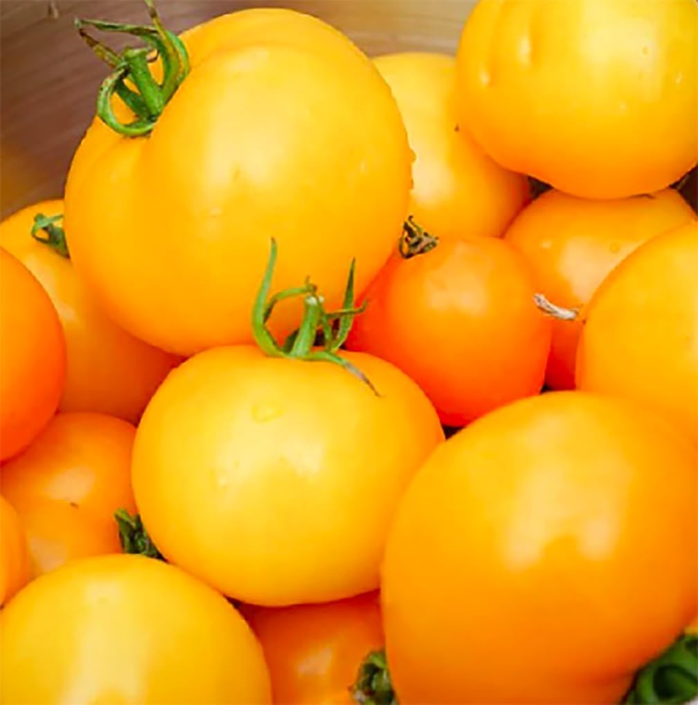 Golden Jubilee tomato fruit close-up showing large, juicy harvest.