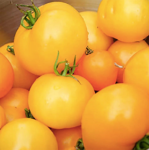 Golden Jubilee tomato fruit close-up showing large, juicy harvest.