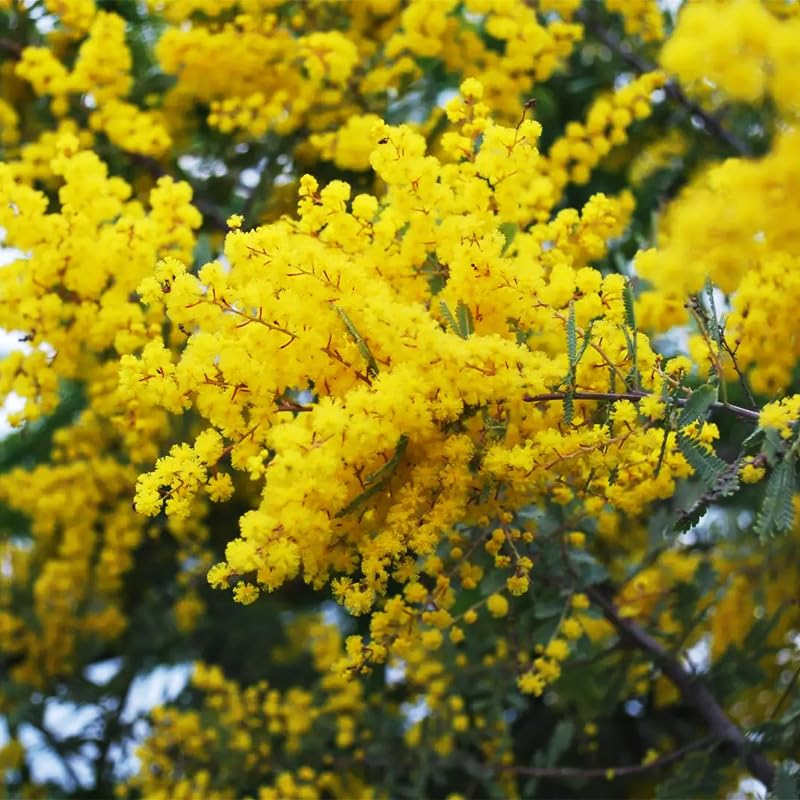 Golden Mimosa seeds pack front shows non-GMO heirloom option for outdoor gardens.