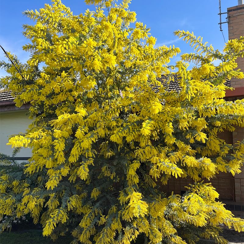 Golden Mimosa flowers image with bees highlights pollinator-friendly blooms.